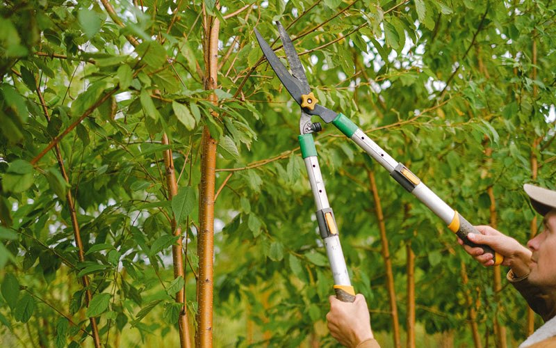 Tree trimming in Welton, IA