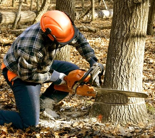 Tree Removal in Welton, IA